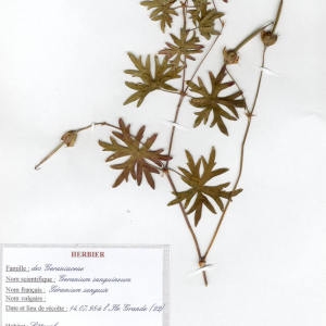 Photographie n°49226 du taxon Geranium sanguineum L. [1753]