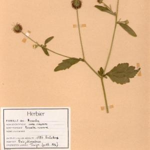 Photographie n°49227 du taxon Geum urbanum L. [1753]