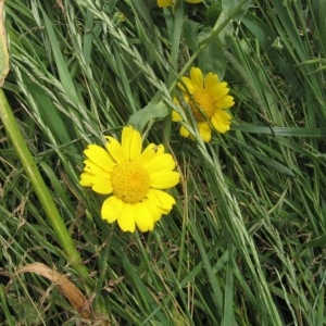 Photographie n°49232 du taxon Glebionis segetum (L.) Fourr. [1869]