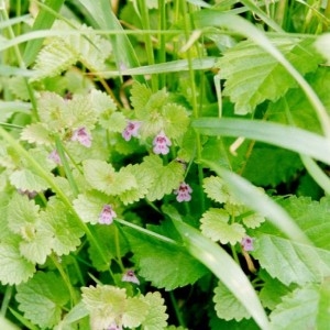 Photographie n°49235 du taxon Glechoma hederacea L. [1753]