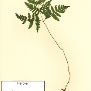 Photographie n°49242 du taxon Gymnocarpium dryopteris (L.) Newman [1851]