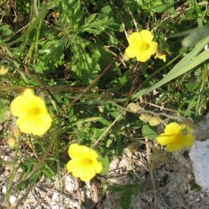 Photographie n°49248 du taxon Helianthemum nummularium (L.) Mill. [1768]