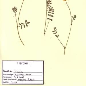 Photographie n°49260 du taxon Hippocrepis comosa L. [1753]