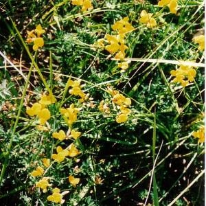 Photographie n°49261 du taxon Hippocrepis comosa L. [1753]