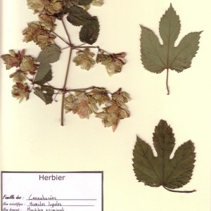 Photographie n°49263 du taxon Humulus lupulus L. [1753]