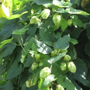 Photographie n°49264 du taxon Humulus lupulus L. [1753]