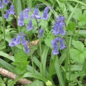 Photographie n°49267 du taxon Hyacinthoides non-scripta (L.) Chouard ex Rothm. [1944]