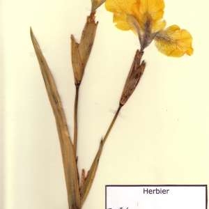 Photographie n°49279 du taxon Iris pseudacorus L. [1753]