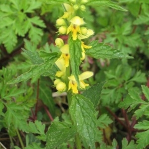 Photographie n°49296 du taxon Lamium galeobdolon (L.) L.