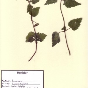 Photographie n°49297 du taxon Lamium maculatum (L.) L. [1763]