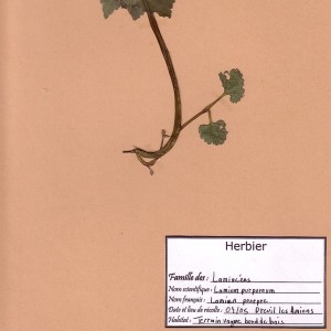 Photographie n°49298 du taxon Lamium purpureum L. [1753]