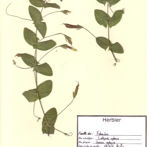 Photographie n°49299 du taxon Lathyrus aphaca L. [1753]