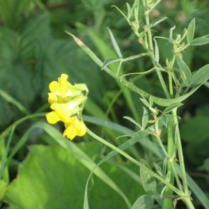 Photographie n°49306 du taxon Lathyrus pratensis L. [1753]