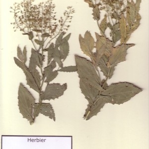 Photographie n°49316 du taxon Lepidium draba L. [1753]