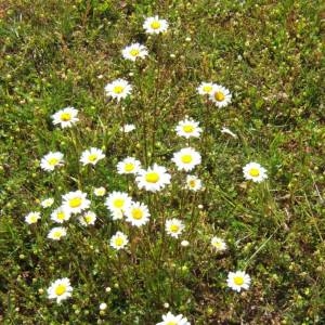 Photographie n°49319 du taxon Leucanthemum vulgare Lam. [1779]