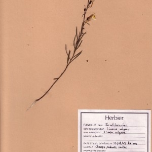 Photographie n°49325 du taxon Linaria vulgaris Mill. [1768]
