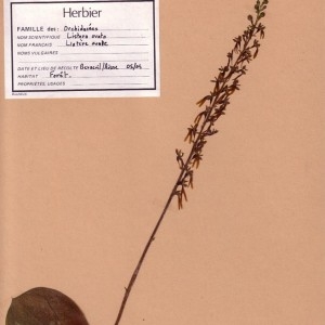 Photographie n°49332 du taxon Neottia ovata (L.) Bluff & Fingerh. [1837]