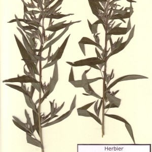 Photographie n°49333 du taxon Lithospermum officinale L. [1753]