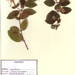 Photographie n°49337 du taxon Lonicera periclymenum L. [1753]