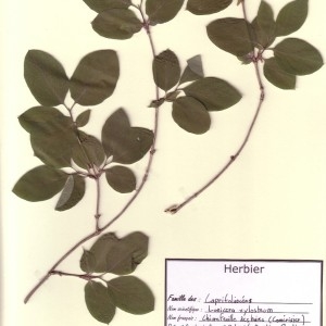 Photographie n°49340 du taxon Lonicera xylosteum L. [1753]