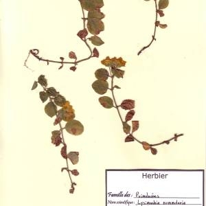 Photographie n°49348 du taxon Lysimachia nummularia L. [1753]