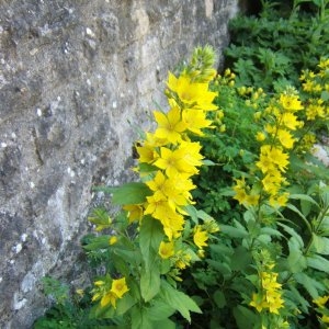 Photographie n°49351 du taxon Lysimachia punctata L. [1753]