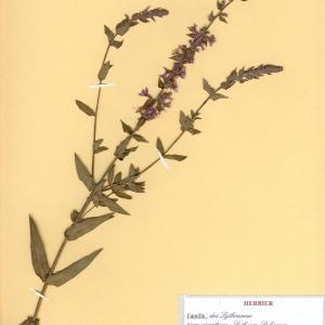 Photographie n°49352 du taxon Lythrum salicaria L. [1753]