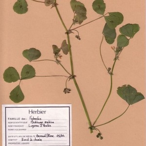 Photographie n°49360 du taxon Medicago arabica (L.) Huds. [1762]