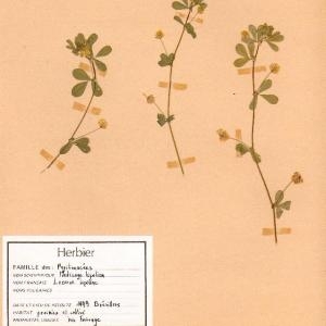 Photographie n°49361 du taxon Medicago lupulina L. [1753]