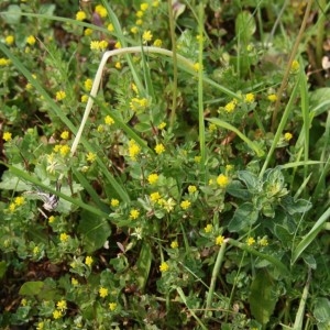 Photographie n°49362 du taxon Medicago lupulina L. [1753]