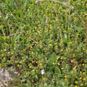 Photographie n°49363 du taxon Medicago lupulina L. [1753]