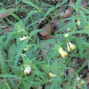 Photographie n°49367 du taxon Melampyrum pratense L. [1753]