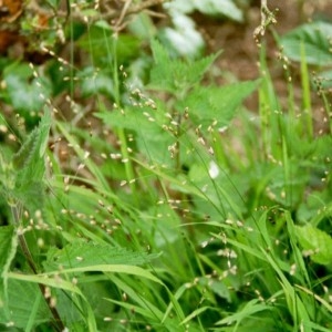 Photographie n°49369 du taxon Melica uniflora Retz. [1779]