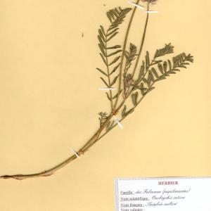 Photographie n°49381 du taxon Onobrychis viciifolia Scop. [1772]
