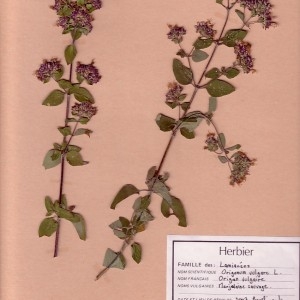 Photographie n°49388 du taxon Origanum vulgare L. [1753]