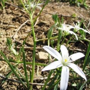 Photographie n°49392 du taxon Ornithogalum umbellatum L. [1753]