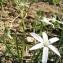  Laurent Petit - Ornithogalum umbellatum L. [1753]