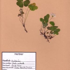 Photographie n°49393 du taxon Oxalis acetosella L.