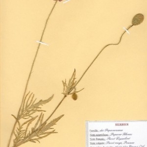 Photographie n°49396 du taxon Papaver rhoeas L. [1753]