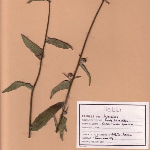 Photographie n°49405 du taxon Picris hieracioides L. [1753]