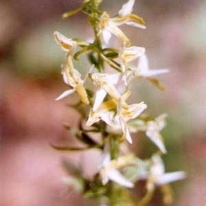 Photographie n°49410 du taxon Platanthera chlorantha (Custer) Rchb. [1828]