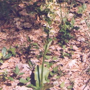 Photographie n°49411 du taxon Platanthera chlorantha (Custer) Rchb. [1828]