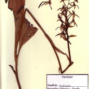 Photographie n°49412 du taxon Platanthera chlorantha (Custer) Rchb. [1828]