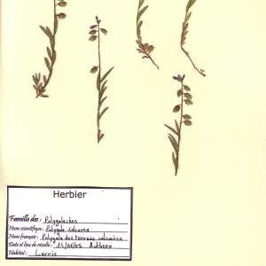 Photographie n°49413 du taxon Polygala calcarea F.W.Schultz [1837]