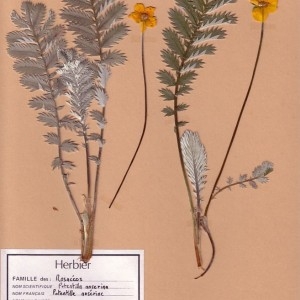 Photographie n°49418 du taxon Argentina anserina (L.) Rydb. [1899]