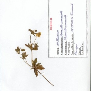 Photographie n°49420 du taxon Potentilla erecta (L.) Räusch. [1797]