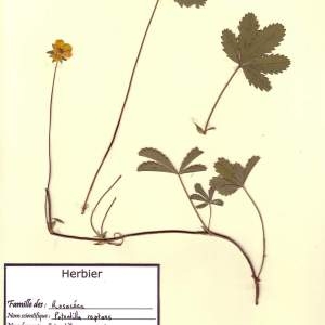 Photographie n°49421 du taxon Potentilla reptans L. [1753]