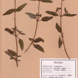 Photographie n°49427 du taxon Prunella vulgaris L. [1753]