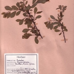 Photographie n°49430 du taxon Prunus spinosa L. [1753]
