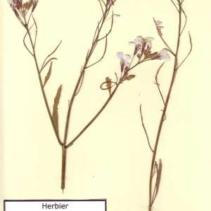 Photographie n°49441 du taxon Raphanus sativus L. [1753]